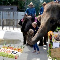 りり香１２歳、皆で祝福　市原ぞうの国　繁殖適齢期、集まる期待