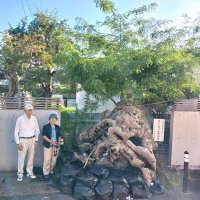 倒れた巨木の再生を　災害の生き証人未来へ　館山「六軒町のサイカチ」　【房総半島台風６年】（上）