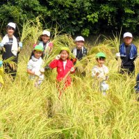 協力して秋の実り実感　大多喜小学生と園児がコメ収穫