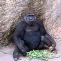 ニシゴリラ「モモカ」仲間入り　１０月８日、千葉市動物公園　繁殖目指し上野動物園から