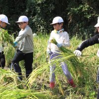 鎌でザクザク稲刈り　春に田植え、成長喜ぶ　南房総嶺南小