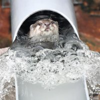 気持ちよさそうに水遊びするツツジ＝市川市動植物園
