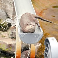 流れる姿、愛らしく　カワウソ「ツツジ」後継者に　市川市動植物園