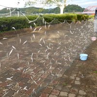 高滝湖のワカサギ　豊漁へ期待大　１１日の解禁前に調査　猛暑心配も昨年比１０倍　市原