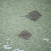 県庁前を流れる都川を泳ぐエイ＝８日午後、千葉市中央区