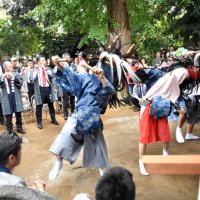 三匹獅子舞、豊穣願う　笛の音合わせ勇壮に　松戸・上本郷地区