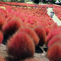 ８０００株斜面彩る　コキア紅葉ピーク　富津・マザー牧場