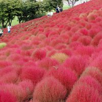 真っ赤に色づいたマザー牧場のコキア＝１７日、富津市
