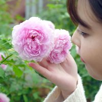 芳醇バラ１０００品種、心引かれ　八千代・京成バラ園　１１月下旬まで見頃　アリスの世界演出も