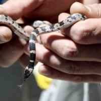 幻のヘビとも呼ばれるシロマダラ
