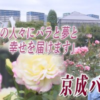 コロナ禍で休園…　京成バラ園復活へスタッフたちの挑戦　気になるあの記事を「ツイセキ！！」　千葉日報×Ｊ：ＣＯＭコラボ第２６弾
