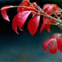 ニシキギ　名の通り美しい紅葉　川名興　【房総の草木虫魚】（４５５）