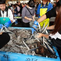 キンメや生マグロに行列　銚子漁港、水産まつり盛況