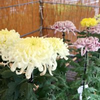 丹精込めた菊花１２４点　８日まで恒例展示会　山武