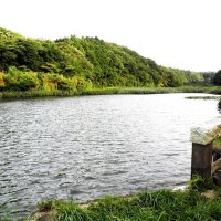 ハチクマの飛来地＝２０１３年７月６日、房総台地（筆者撮影）
