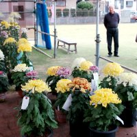 色鮮やか、大輪ずらり　長澤さんに千葉県知事賞　市原文化祭菊花展
