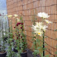 古典菊５００鉢が競演　中旬～下旬見頃　佐倉・歴博くらしの植物苑