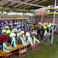 千葉県菊花大会、鮮やか大輪８０点　市原の相川さん農水大臣賞
