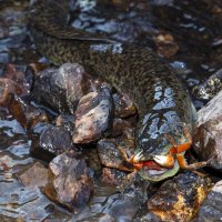 今回の研究に連動し、野生のオオウナギが陸上でカニを捕食する瞬間もカメラが捉えた（フォトグラファーの内山りゅう氏撮影、提供）＝２０２３年１０月、鹿児島県の奄美群島
