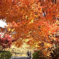 のどかな里山、紅葉華やかに　富津「もみじロード」　２３、２４、２９、３０日「山中もみじまつり」