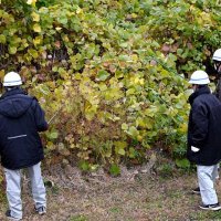 浦安イノシシ本格捜索　市と署７時間活動も姿なく