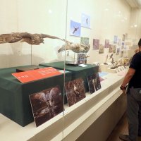鳥テーマに剥製や写真　１４日まで　袖ケ浦市郷土博で企画展