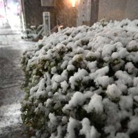 【写真多数】千葉県内で大雪・着雪注意報　気象庁