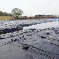 遮光シートを張ったナガエツルノゲイトウ対策（兵庫県提供）（共同）
