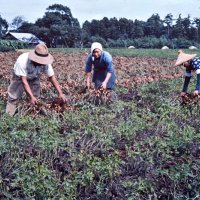 大正期から生産量拡大　戦中、栽培制限も復活　八街一大産地に　【落花生今昔物語　千葉で芽吹き１５０年】
