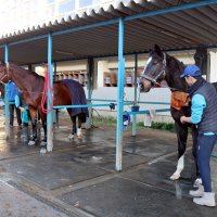 乗馬を終え、洗い場で馬の手入れをする生徒