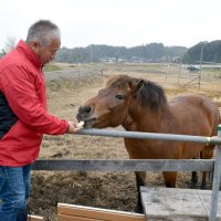 セラピーホース“勉強中”　ひーちゃん、笑顔のために　船橋５歳の木曽馬　【房総うま物語】（９）