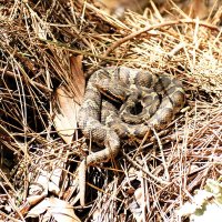 ニホンマムシ　クサリヘビ科　全長約６０センチ　日本固有種　分布は北海道から九州、周辺の島々＝２００９年７月１５日、内浦山県民の森（筆者撮影）