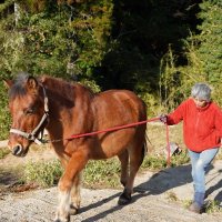 木曽馬の愛馬カイと歩く粧子さん。犬に比べ、馬は感情が表に出にくいと感じており「だからこそ人間の方でくみ取ってあげないと。馬になるべく気分良く動いてほしい」と接する