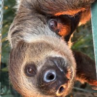 ナマケモノ赤ちゃん誕生　千葉市動物公園