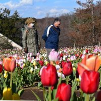 約１万株が植えられたチューリップ迷路を散策する入園者＝８日、船橋市
