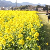 一足早い春の訪れ　菜の花４００万本、夜間ライトアップも　鴨川「菜な畑ロード」