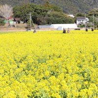 菜の花で埋め尽くされた「菜な畑ロード」＝１０日、鴨川市