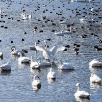 越冬ハクチョウ続々　東庄　飛来ピークは１月中