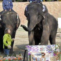 【動画あり】アジアゾウ「ら夢」７歳に　４姉妹の末っ子　市原ぞうの国で誕生日会　特製ケーキでお祝い