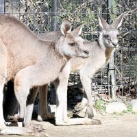 これから大きくなるよ　オオカンガルー「モニ」展示始まる　千葉市動物公園