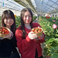 新感覚のイチゴ狩りを　八千代・京成バラ園　「オズ」テーマに温室装飾　新趣向、体験型スイーツも
