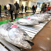 初物マグロずらり　新春の銚子漁港に活気