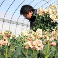 ストックを収穫する農家の鈴木さん＝２２日、館山市