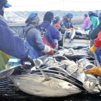 【写真多数】カツオ今年初水揚げ　勝浦漁港、早朝から活気