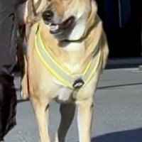 人間の受け止め方　犬の体格ひとつで変化　堀田素愛　【わんこのわ】（５４）
