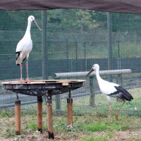 愛称「カナタ」に　野田のコウノトリ　「ミライ」とペアの雄