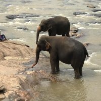 教授からのいざない　スリランカの旅（１）　【鳥光宏の旅と文学】（３９） 