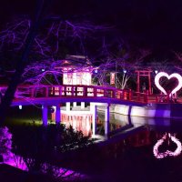 湖面に映えるハート　茂原公園ライトアップ　「冬の七夕」３月４日まで