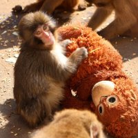 母親代わりのぬいぐるみと寄り添うニホンザルのパンチ（市川市動植物園提供）