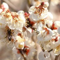 成田山で美しく咲いた梅の花＝１４日、成田市